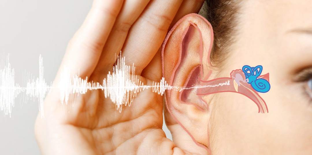 سیستم شنوایی چگونه کار می کند؟ - مرکز تخصصی سنجش شنوایی سمعک مهر